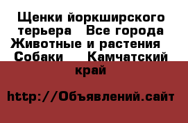 Щенки йоркширского терьера - Все города Животные и растения » Собаки   . Камчатский край